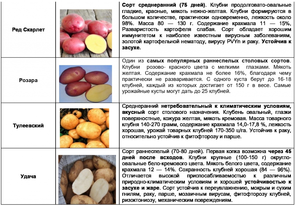 Сорта картофеля по алфавиту список с фото и названиями и описанием