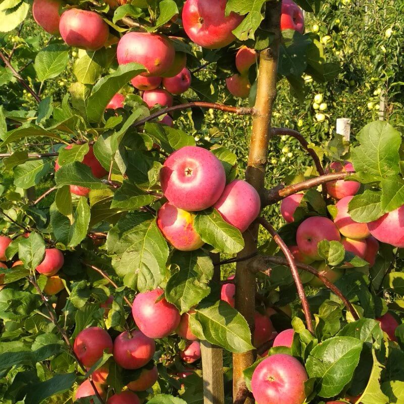 Яблоня ауксис: описание сорта, агротехнические приемы по уходу