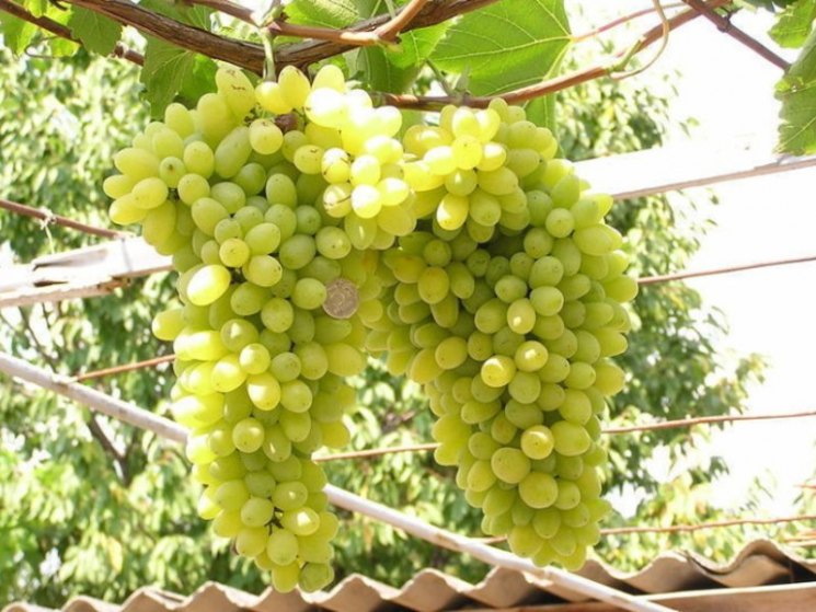 Описание сорта винограда лора (флора): фото, видео и отзывы | vinograd-loza