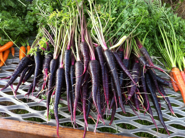 Черная морковь: что это такое, описание, сорта, польза и вред ее сока, фото