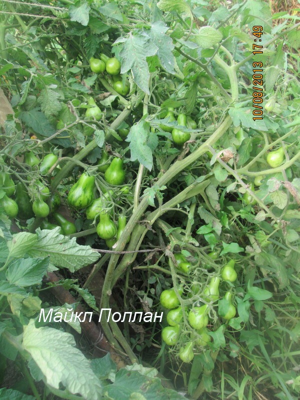 Немецкий сорт с яркими плодами — томат штраух: описание помидоров и советы по выращиванию