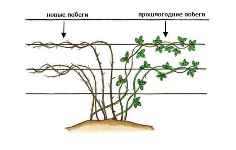Ежевика садовая: выращивание в подмосковье