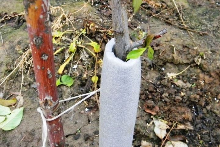 Как сохранить саженец яблони до посадки весной: способы хранения зимой в домашних условиях на балконе, в погребе, под снегом