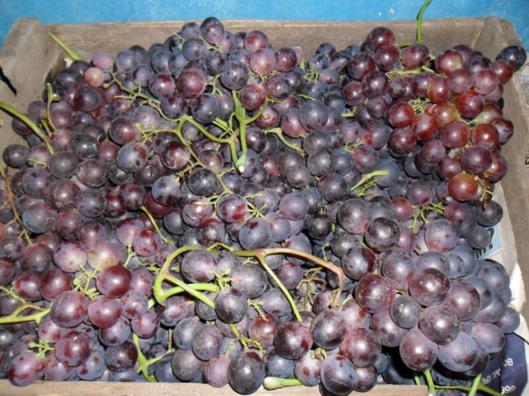 Виноград кардинал: описание сорта, агротехника выращивания и уход
