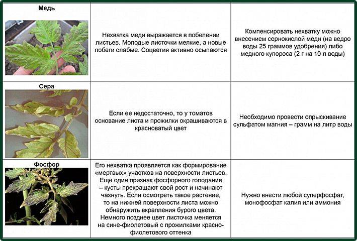 Форма огурцов при нехватке удобрений: определяем, какие вещества нужны растению
