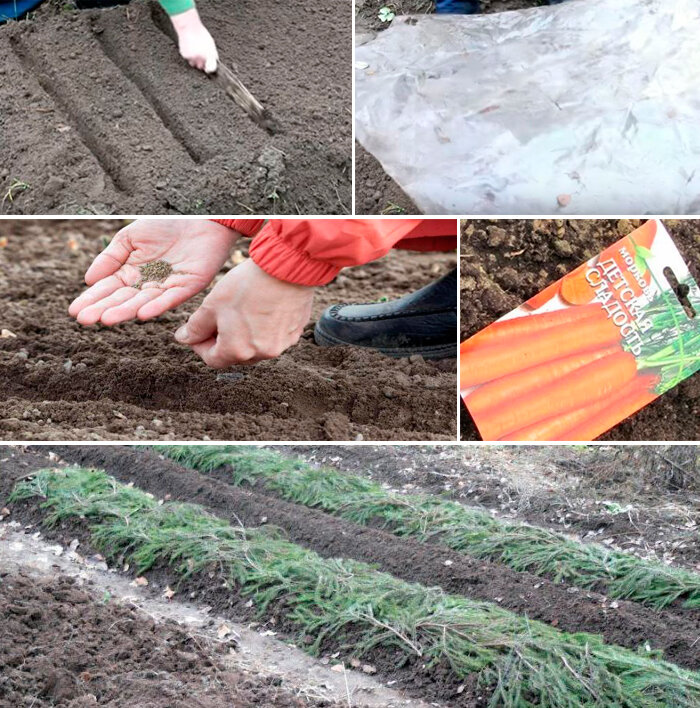 Когда и как правильно сажать семена моркови в открытый грунт весной