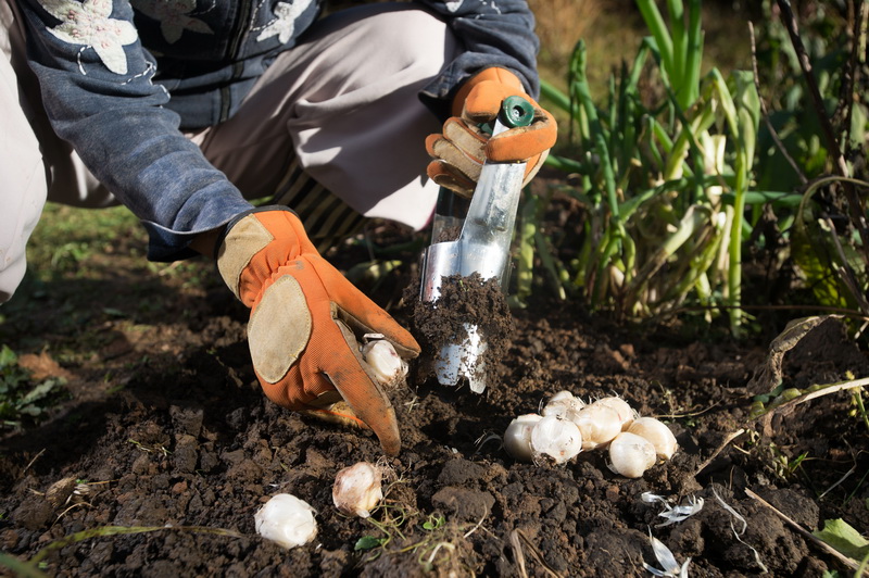 Как хранить луковицы тюльпанов до посадки – подготовка и необходимые условия