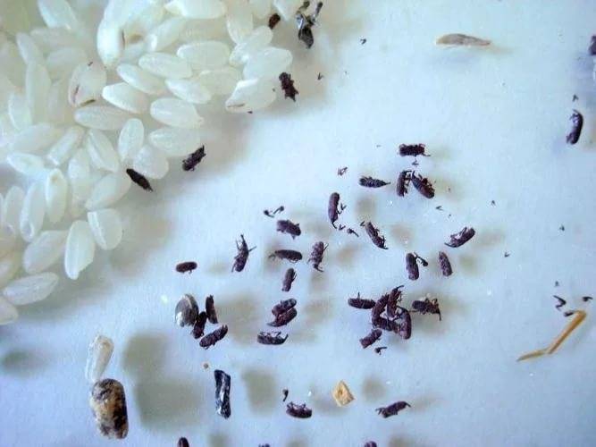 Фасолевая зерновка в квартире: как бороться с вредителем
