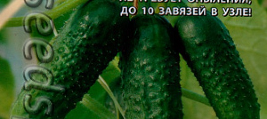 Огурцы изумрудные сережки: отзывы, урожайность и описание сорта + фото