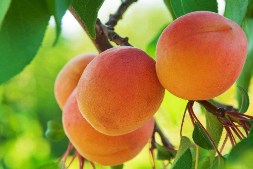 Сорт абрикоса царский, описание, характеристика и отзывы