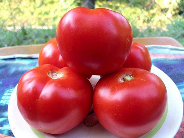 Характеристика высокоурожайного томата игранда и описание сорта