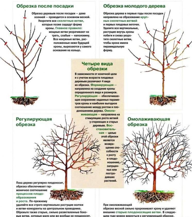 Схема обрезки плодовых деревьев весной: правила и рекомендации