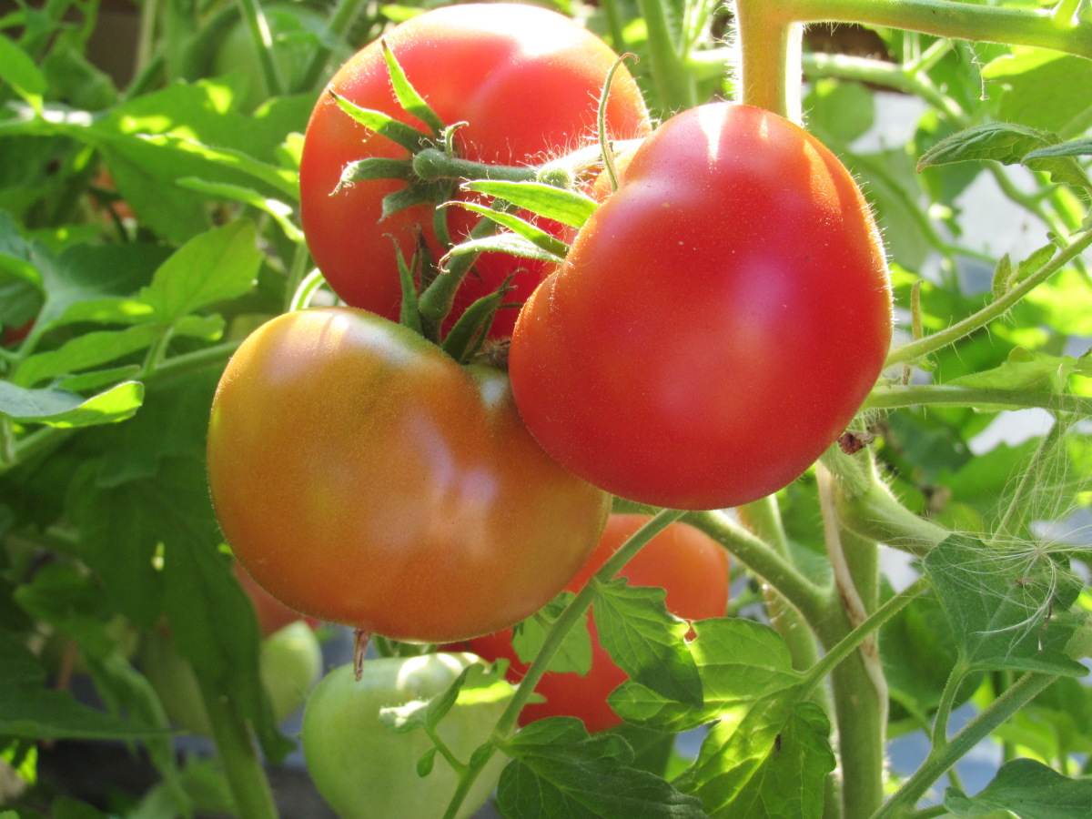 ᐉ томат "никола": характеристика и описание сорта, фото помидоров и особенности выращивания - orensad198.ru