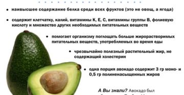 Авокадо – калорийность, полезные свойства и вред для организма