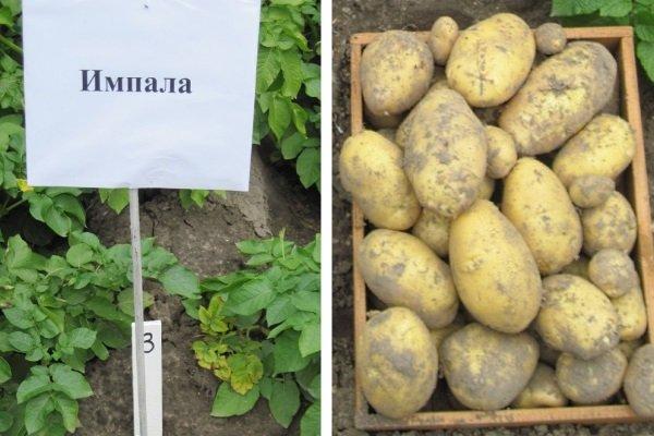 Описание и характеристики картофеля сорта Импала, посадка и уход