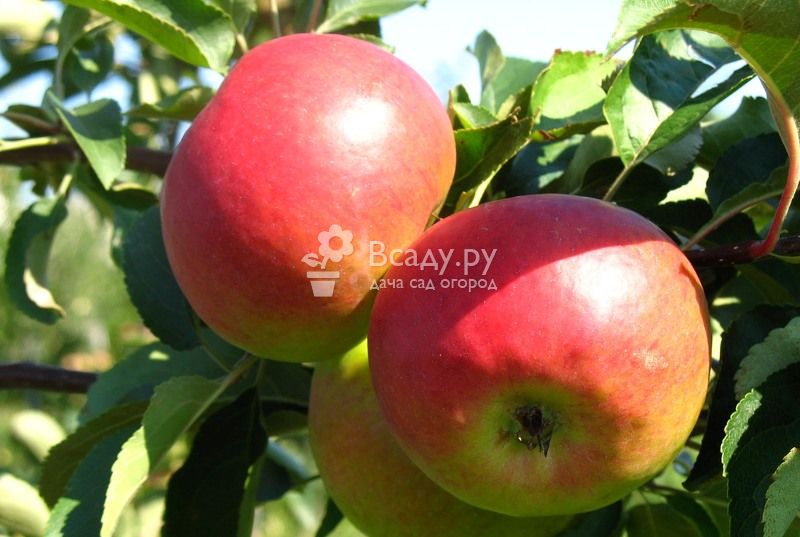 Яблоня сорта сахарный аркад: ботаническое описание и основные отличия, оптимальные условия для выращивания, фото