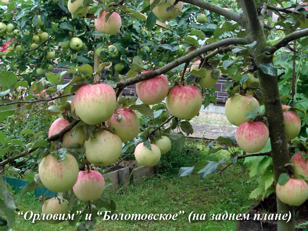 Сорт яблони орловим фото и описание сорта фото