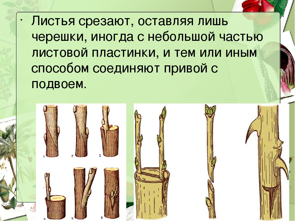 В какое время следует проводить прививку черенком. Прививка растений вегетативное размножение. Размножение прививкой черенком. Вегетативное размножение прививкой. Характеристика вегетативного размножения прививкой.