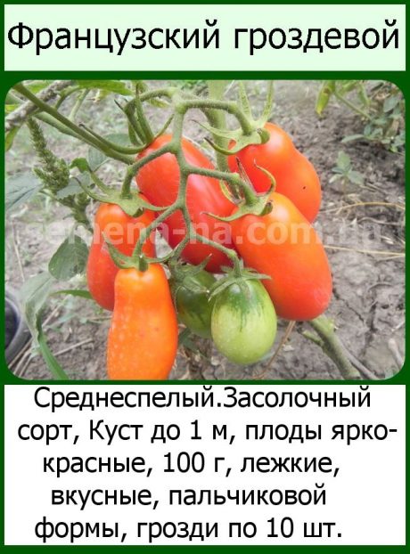 Томат гроздевой: описание, отзывы, фото, характеристика | tomatland.ru