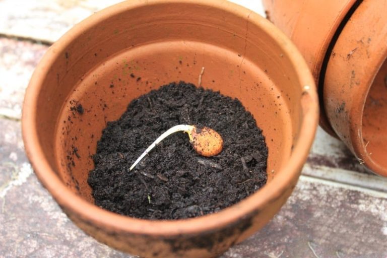 Как вырастить персик из косточки – посадка и уход, правила пересадки саженца