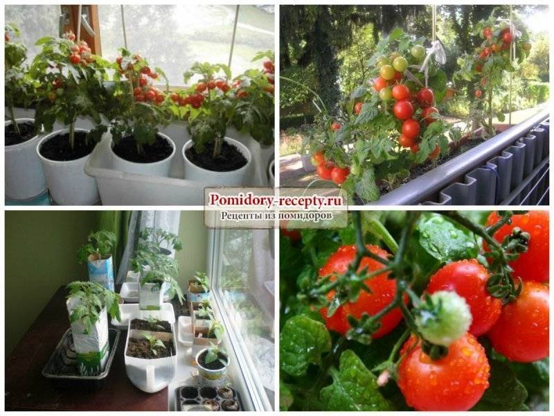 Как ухаживать за помидорами черри - сроки цветения, тонкости выращивания, плюсы и минусы выращивания