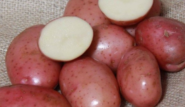 ᐉ сорт картофеля «ред леди» – описание и фото - roza-zanoza.ru