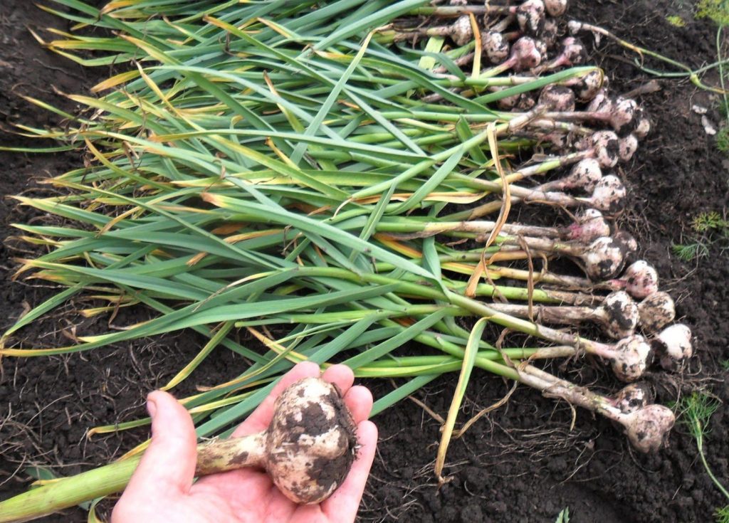 Посадка лука весной в открытый грунт – когда и как сажать правильно