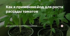 Подготовка семян томатов к посадке на рассаду - дачные советы.ру