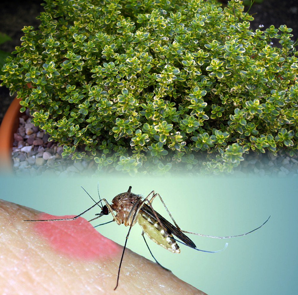 15 растений, которые прогонят комаров с участка. фото — ботаничка.ru