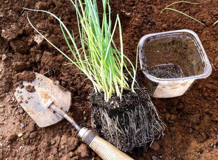 Как правильно выращивать лук-порей и можно ли сделать это за один сезон
