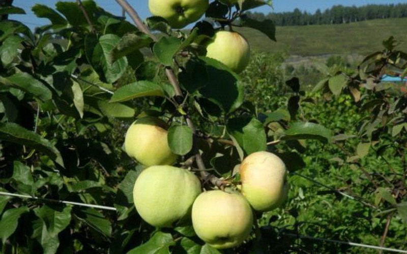 Колоновидные яблони для подмосковья и московской области: описание сортов с фото и отзывами
