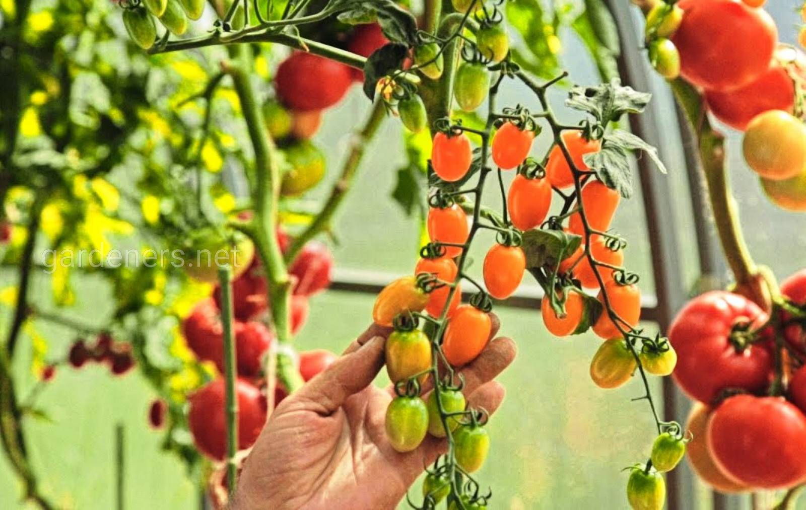 Описание сорта томата черри желтый, особенности выращивания и ухода