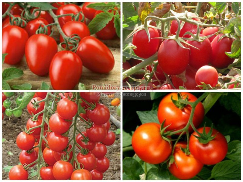 Лучшие сорта томатов для подмосковья для открытого грунта и теплиц