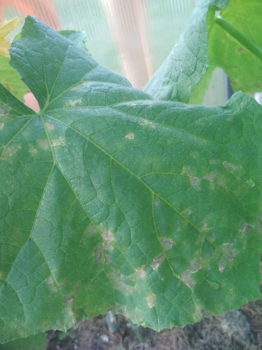 Белые пятна на листьях огурцов — что делать?