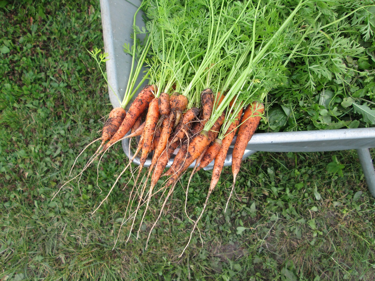 Чем обработать морковь от морковной мухи: чем полить из народных средств, как еще можно избавиться, как защитить посевы перед прореживанием и уберечь после него? русский фермер