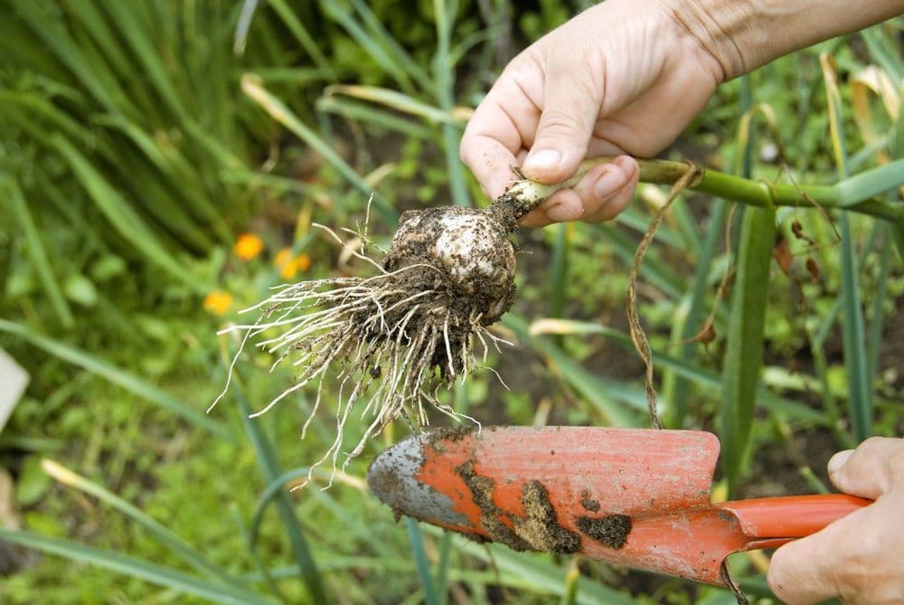 Что такое яровой чеснок и как его правильно выращивать: пошаговое руководство и секреты опытных огородников