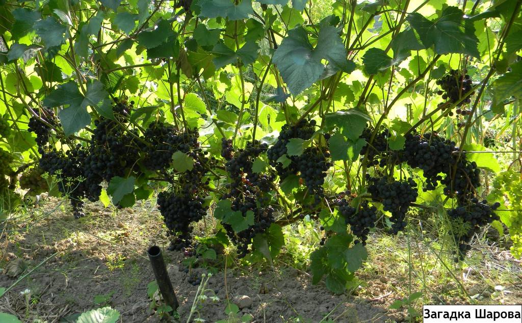 Загадка шарова — идеальный виноград для сурового климата