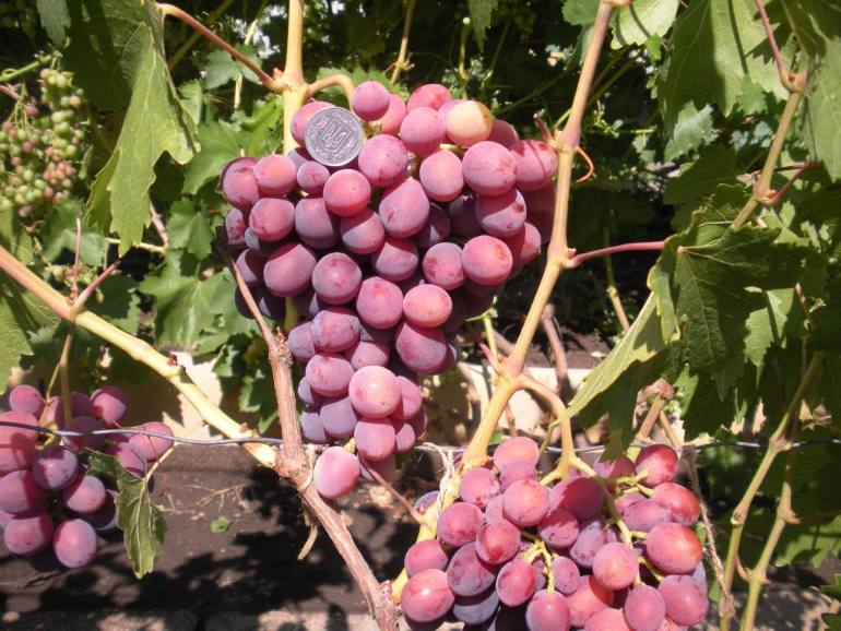 Виноград заря несветая – особенности сорта
