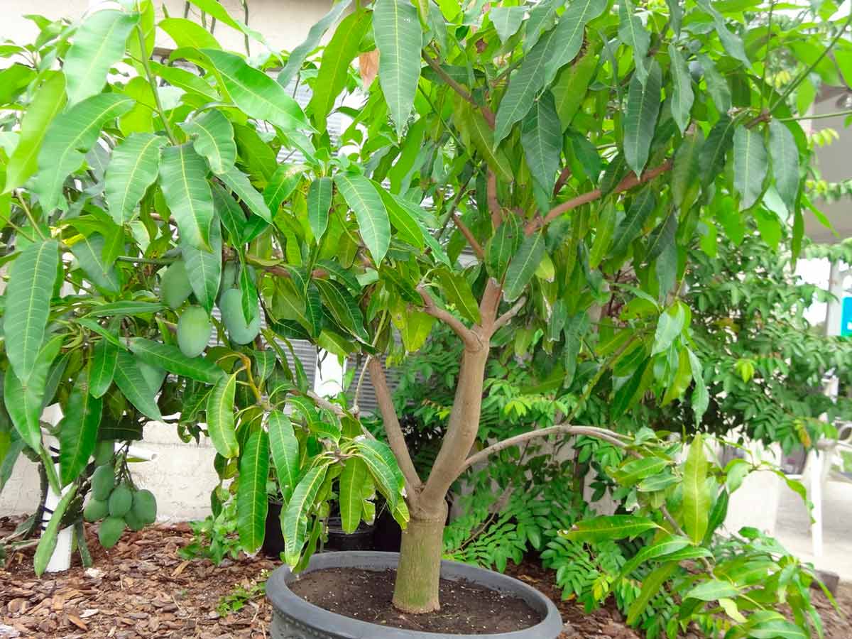 Правила и способы выращивания манго из косточки в домашних условиях
