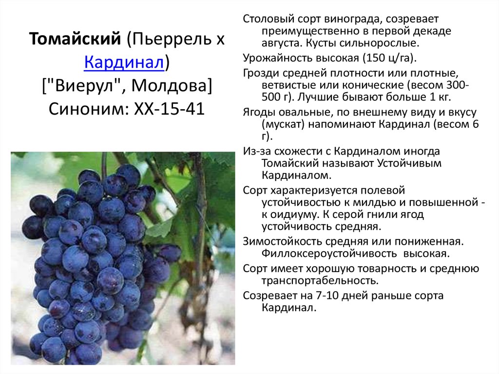 Девичий виноград: сорта и фото, размножение черенками и отводками, посадка и уход