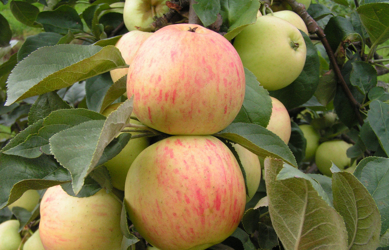 Сорт яблони голден, описание, характеристика и отзывы, а также особенности выращивания данного сорта