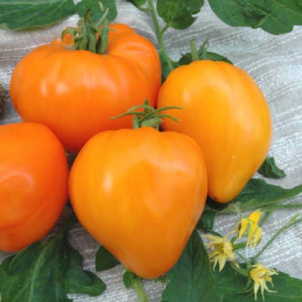 Томат «оранжевое сердце»: описание сорта, фото и рекомендации по выращиванию помидоры русский фермер
