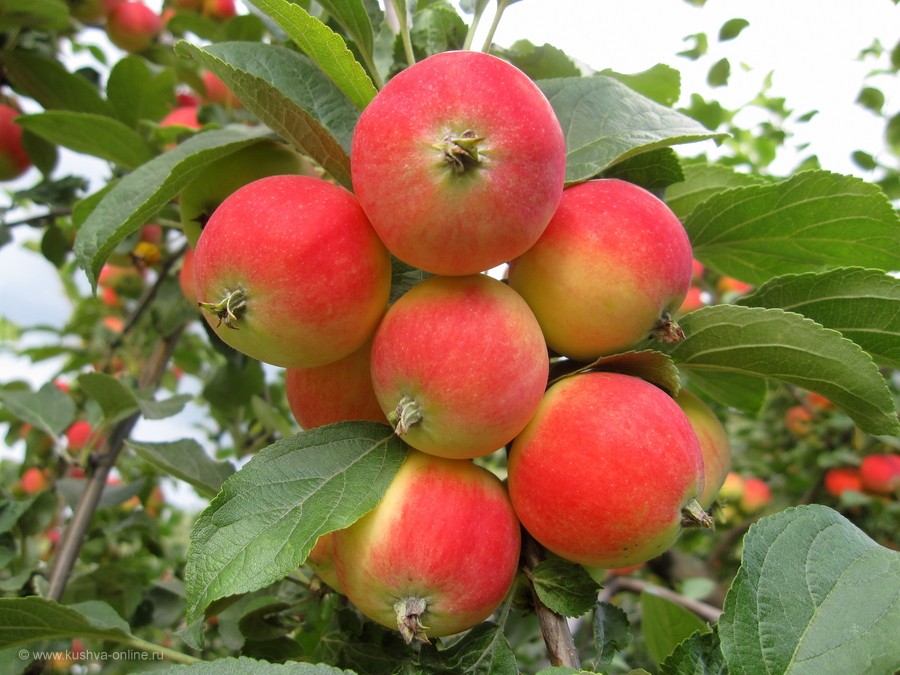Описание сорта яблони осеннее полосатое: фото яблок, важные характеристики, урожайность с дерева