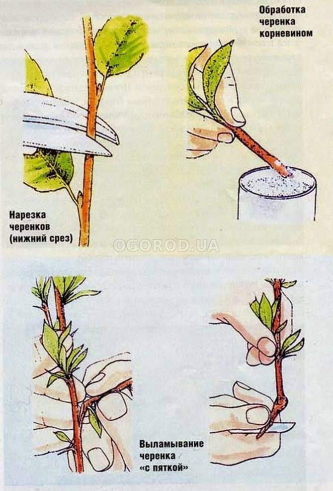 5 способов размножения облепихи: как черенковать и вырастить саженцы из семян, отводков и поросли