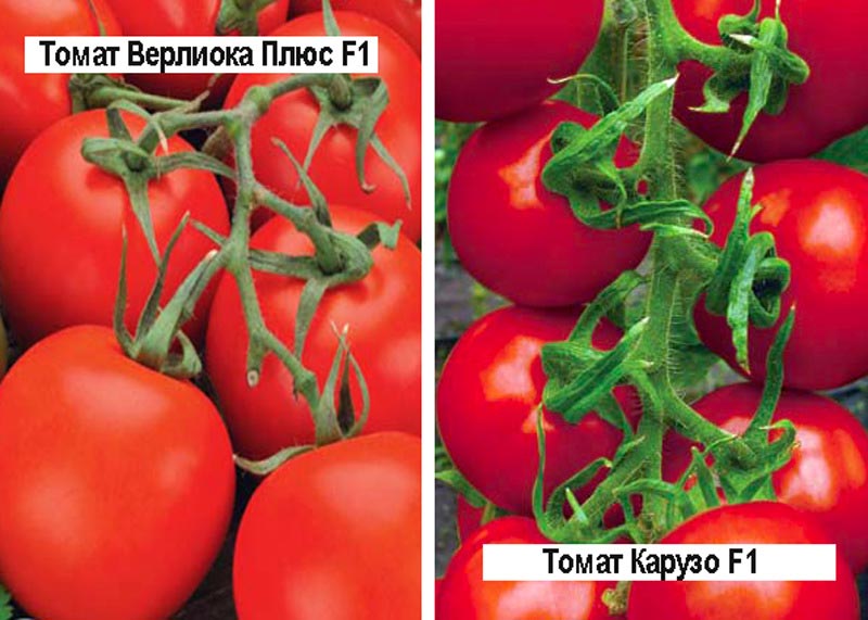 Сорта помидор для теплицы из поликарбоната: какой выбрать?