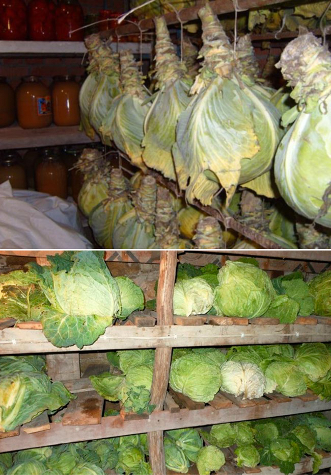Как хранить овощи на балконе зимой в картонной коробке. советы: как хранить овощи на балконе зимой | дачная жизнь