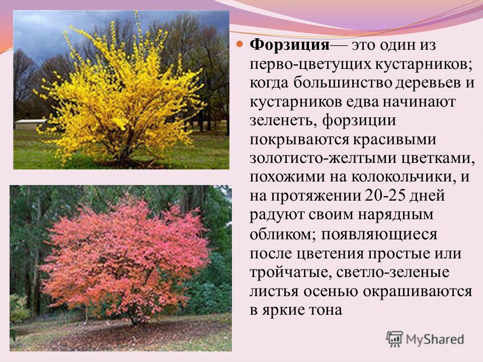 Определить южных цветов по фото: что растет на юге? на supersadovnik.ru
