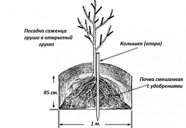 Как посадить грушу: пошаговая инструкция по посадке осенью и весной (125 фото и видео)