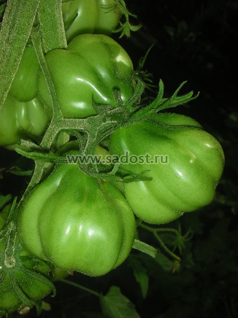 Как посадить и вырастить томат «тлаколула де матаморос»