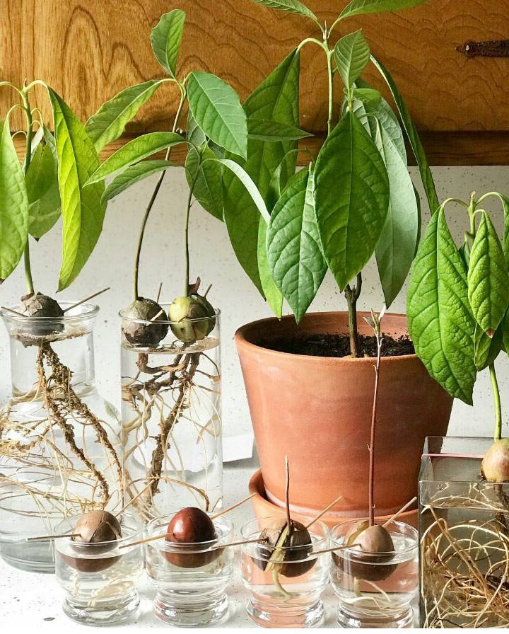 Выращивание авокадо из косточки дома | огородники